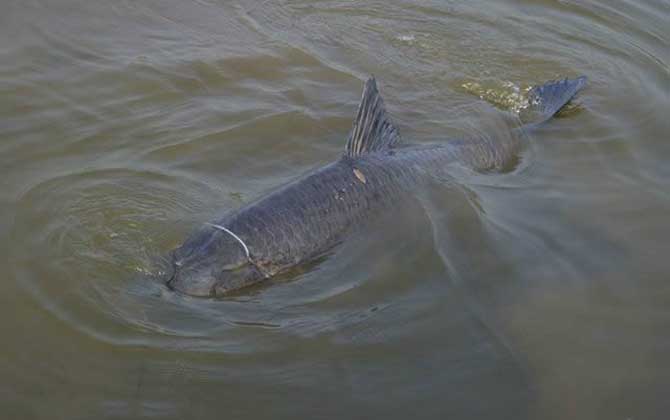 颗粒钓青鱼正确调漂方法
