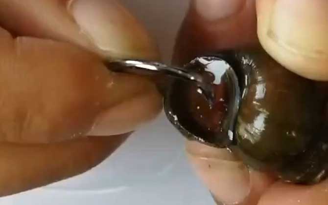 挂田螺钓鱼的正确方法