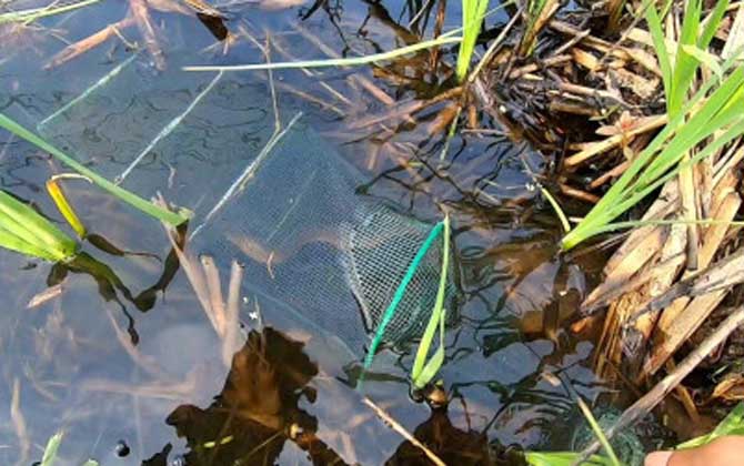 地笼抓河虾放深水好还是浅水？