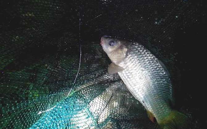 夜钓提前多久打窝最佳？