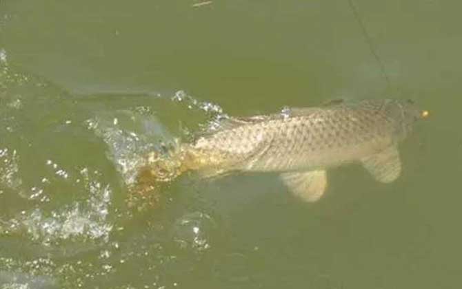 遛鱼会炸窝吗？