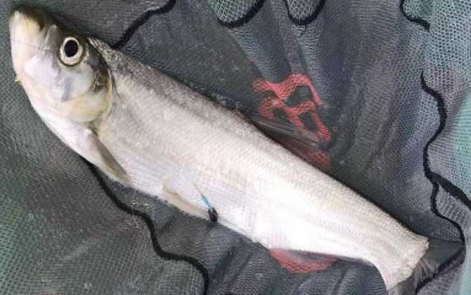 滑漂钓翘嘴鱼的最佳水深