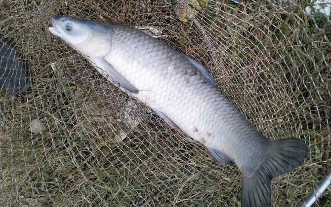 钓青鱼需要提前打窝吗？