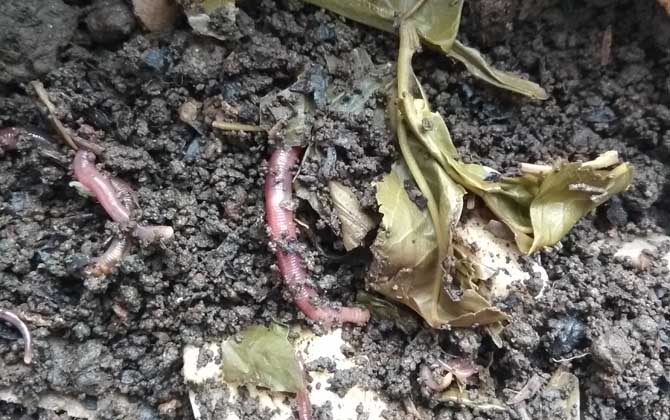 夏季钓鱼用蚯蚓怎么样