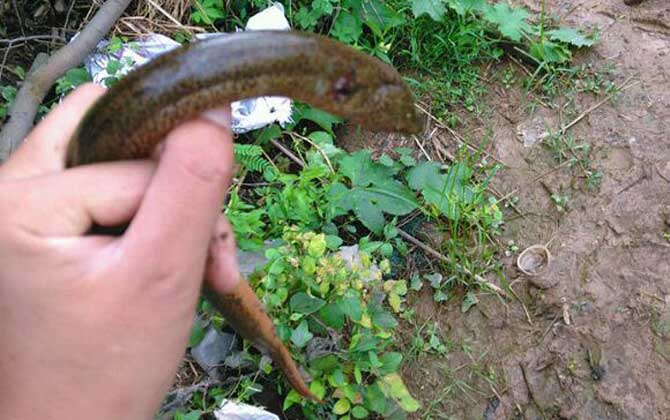 用什么钓黄鳝最好钓