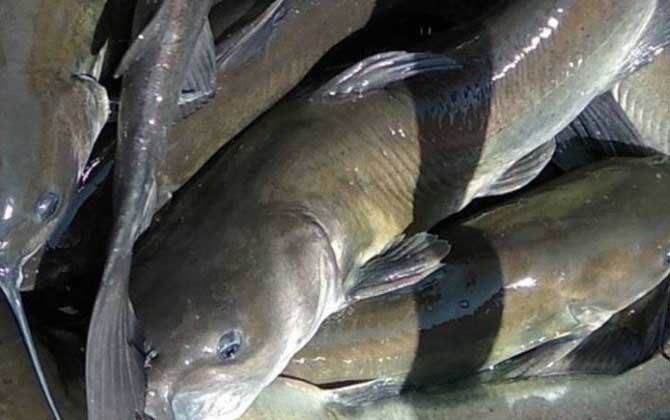 钓鮰鱼用什么饵料最好