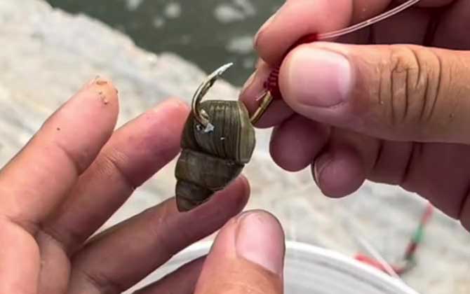 螺蛳钓鱼