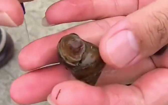 螺蛳钓鱼要去壳吗