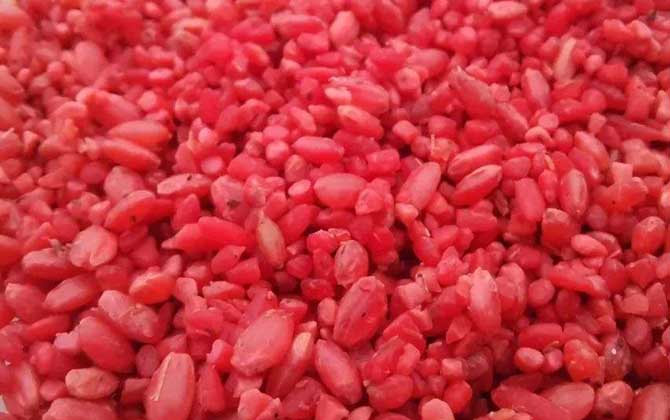 钓鲫鱼用什么窝料打窝最好