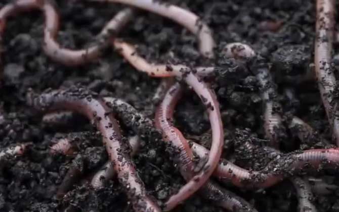蚯蚓养殖的市场前景怎么样