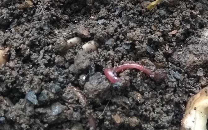 蚯蚓吃什么食物