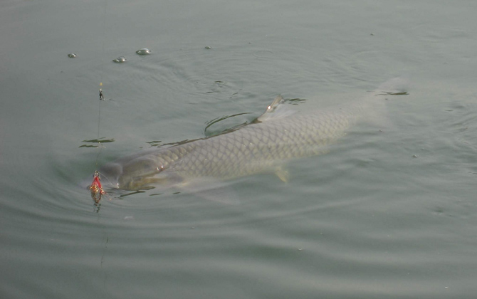 水库钓青鱼