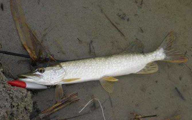 钓狗鱼用什么饵料最好