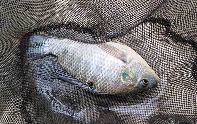 罗非鱼用什么饵料最好钓