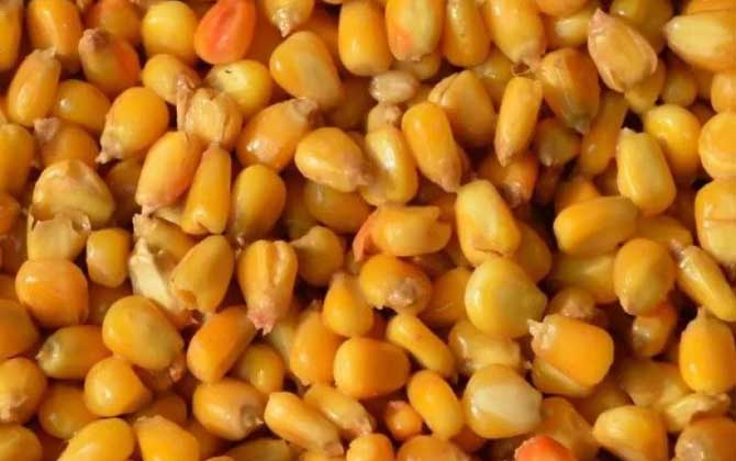 老玉米泡多久可以打窝