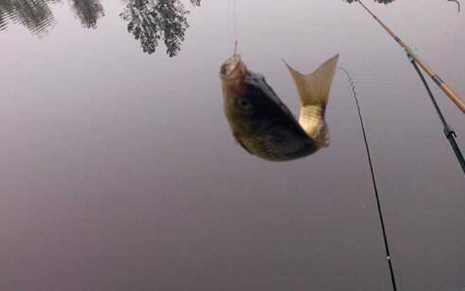 野钓鲫鱼用什么饵料最好