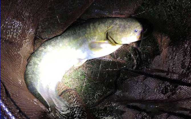 鸡肠子钓鱼都钓些什么鱼