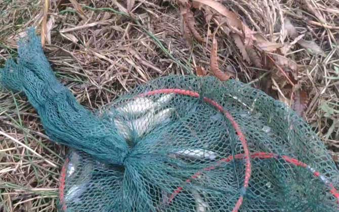 地笼捕鱼网放什么饵料