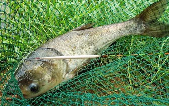 花鲢喜欢吃什么味型的饵料