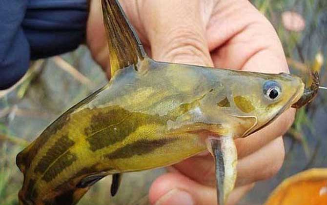 钓昂刺鱼什么窝料最好