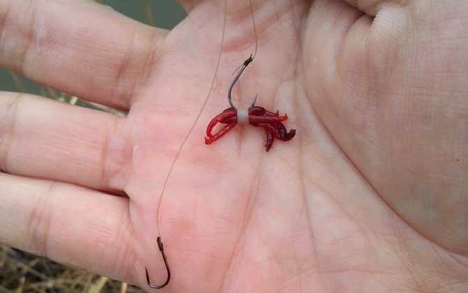 红虫是什么的幼虫