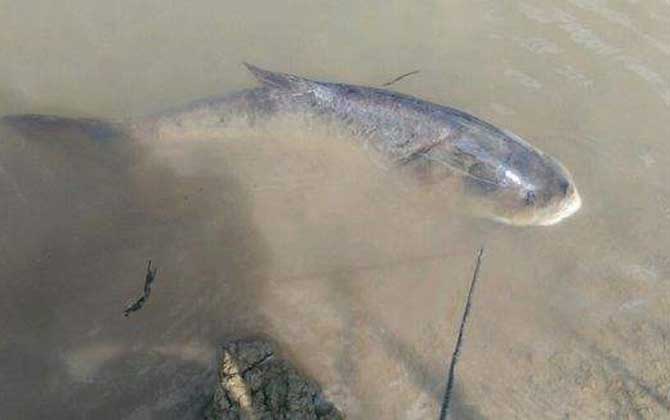 鲢鳙喜欢什么味道的饵料