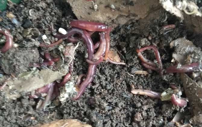 河里野钓用什么饵料