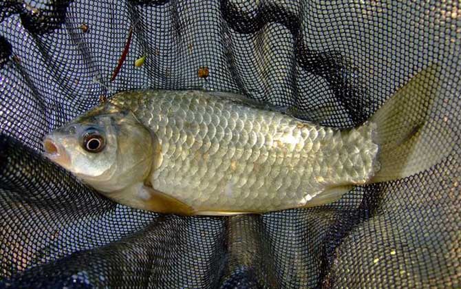 水库钓鱼打窝用什么窝料