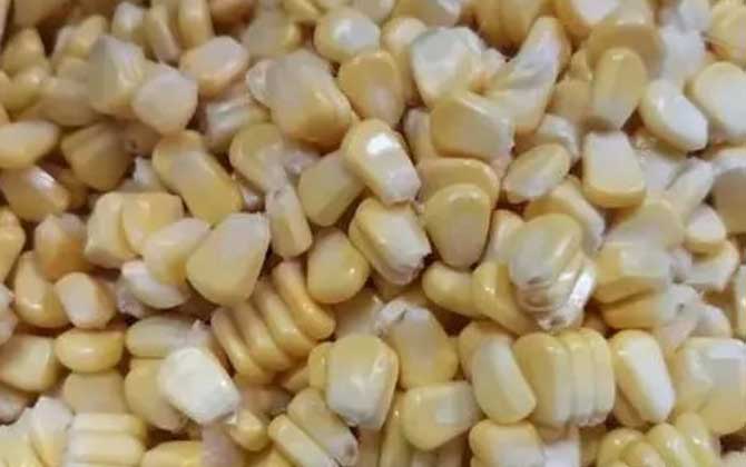 新鲜玉米能直接钓鱼吗