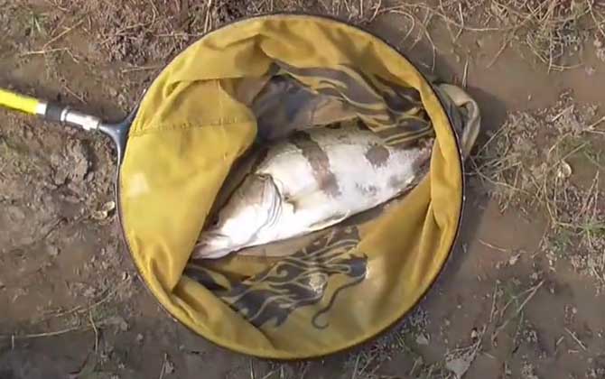 钓鳜鱼用泥鳅好还是河虾好