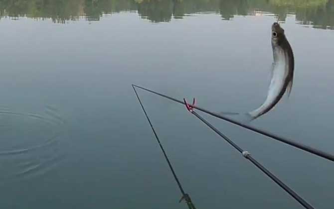 白条鱼吃蚯蚓吗