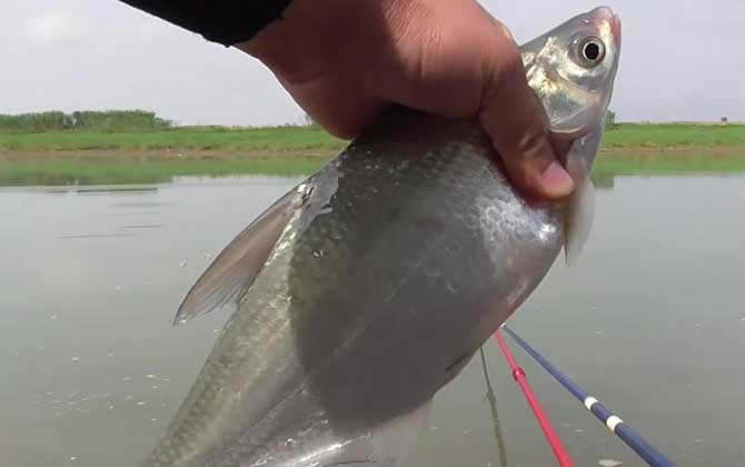 钓鳊鱼用什么窝料最好