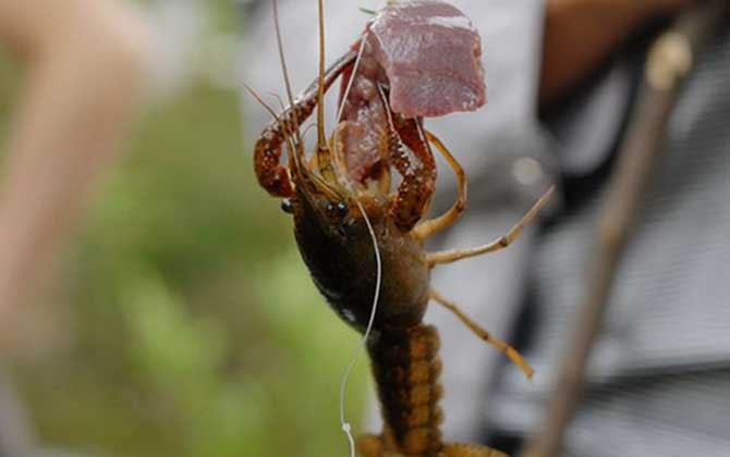 钓小龙虾用什么诱饵最好