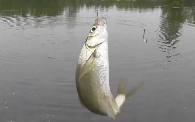 秋季钓鱼用果酸行吗