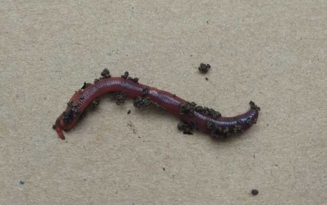 钓鲫鱼什么饵料最好用