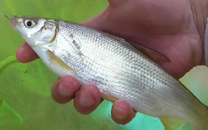 鲴鱼用什么打窝最好钓