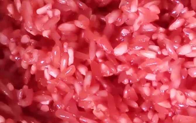 钓鱼酒米是什么东西