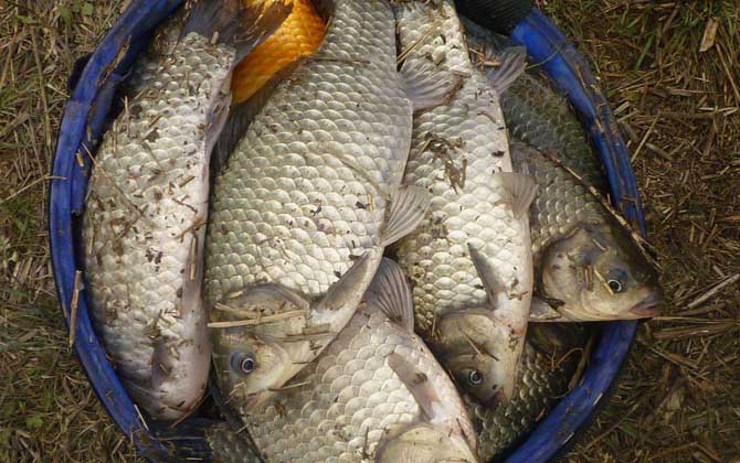 大板鲫喜欢吃什么味型