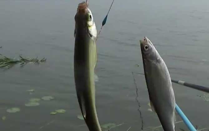 手竿钓白条鱼用什么饵料