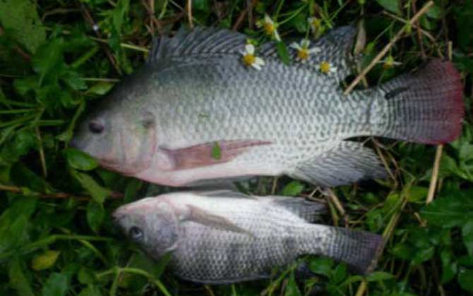 罗非鱼用蚯蚓好钓吗