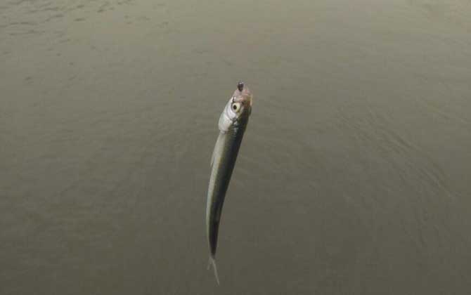 专攻小白条鱼饵料有哪些