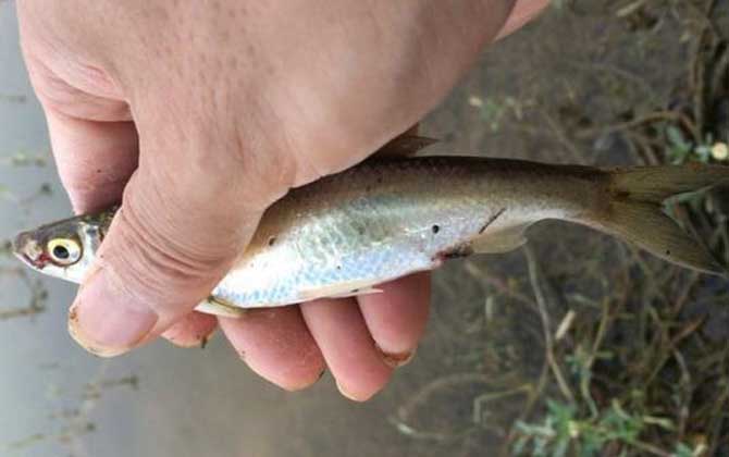 七星钩钓白条用什么饵料