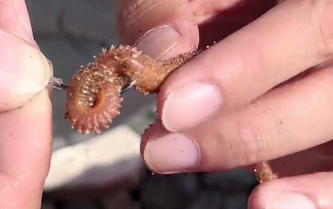 沙蚕可以钓淡水鱼吗