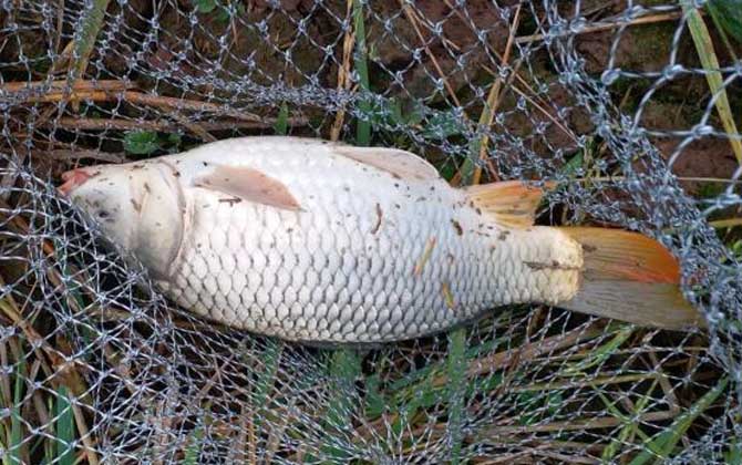 野钓为啥一般不用散炮