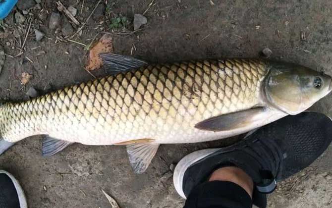 水库草鱼用什么鱼饵最好钓