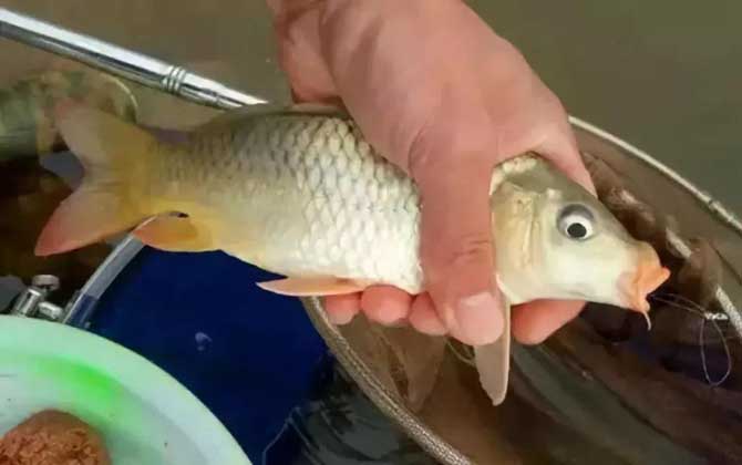 冬季钓鲤鱼用什么打窝最好