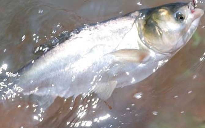 手竿钓鲢鳙用什么鱼钩