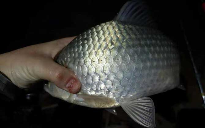 夜钓用夜光漂好还是夜钓灯好