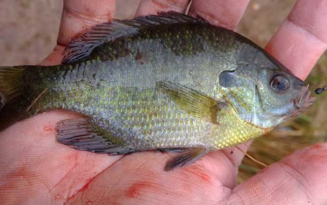 钓太阳鱼用多大的鱼钩