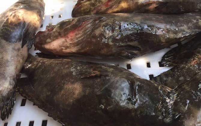 石斑鱼价格多少钱一斤